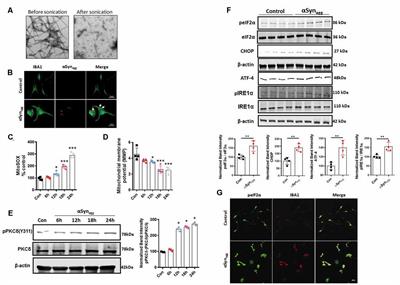 PKC Delta Activation Promotes Endoplasmic Reticulum Stress (ERS) and NLR Family Pyrin Domain-Containing 3 (NLRP3) Inflammasome Activation Subsequent to Asynuclein-Induced Microglial Activation: Involvement of Thioredoxin-Interacting Protein (TXNIP)/Thioredoxin (Trx) Redoxisome Pathway